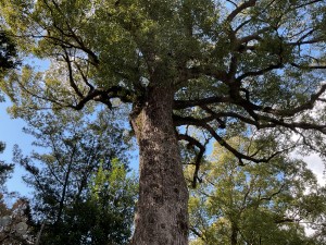 IMG_0210